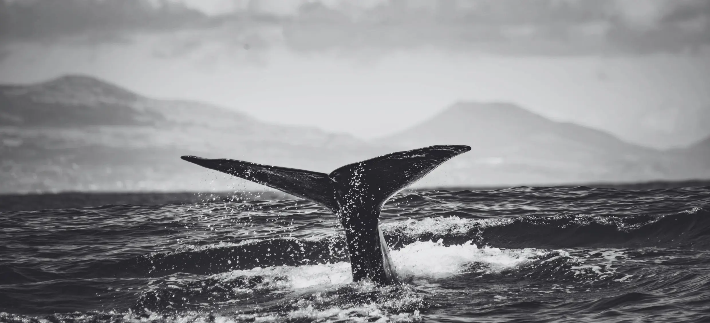 B W Transtasman Whale (1)