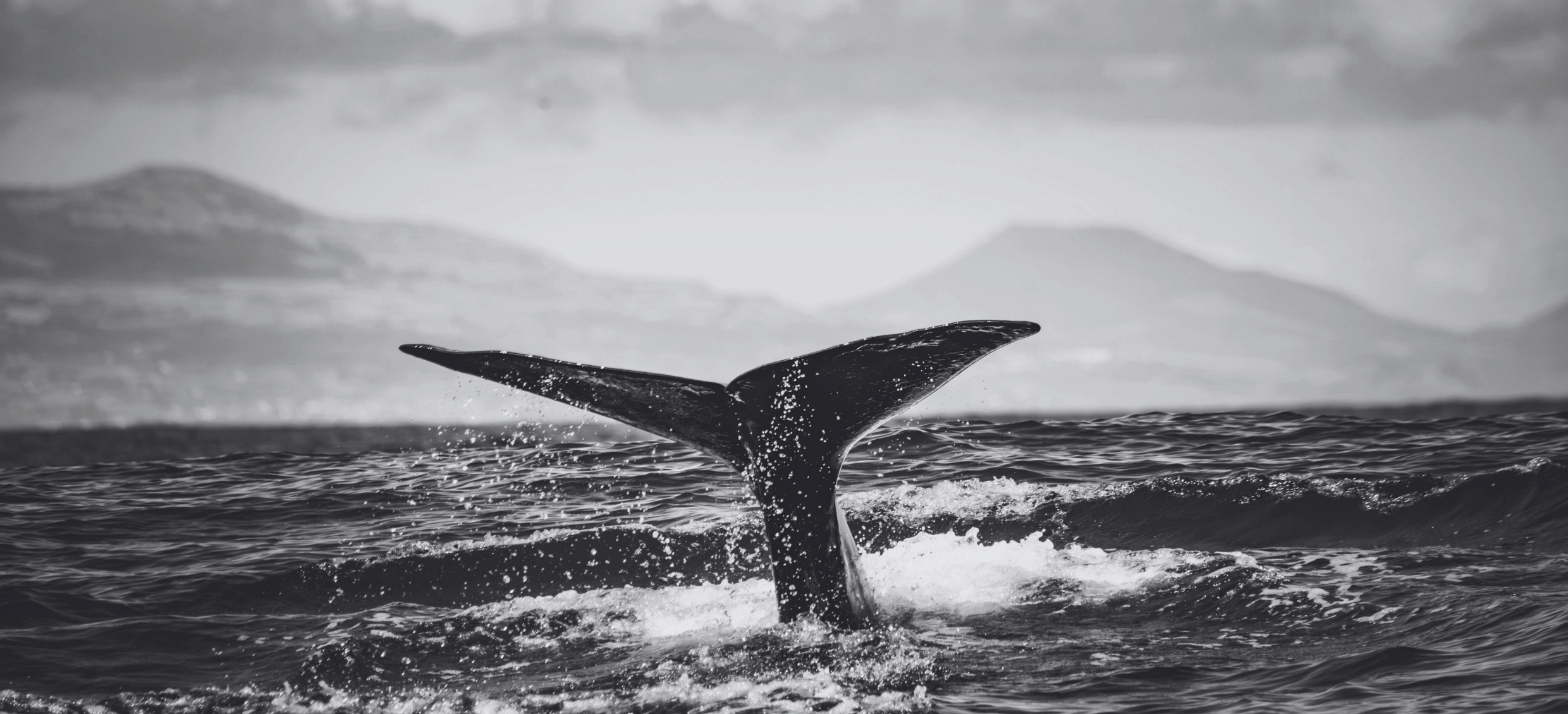 B W Transtasman Whale (1)